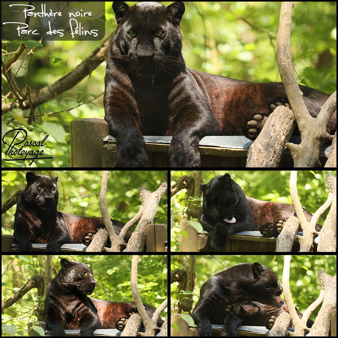 PARC DES FELINS - PANTHRE NOIRE - LAYOUT 56 1080x1080.jpg